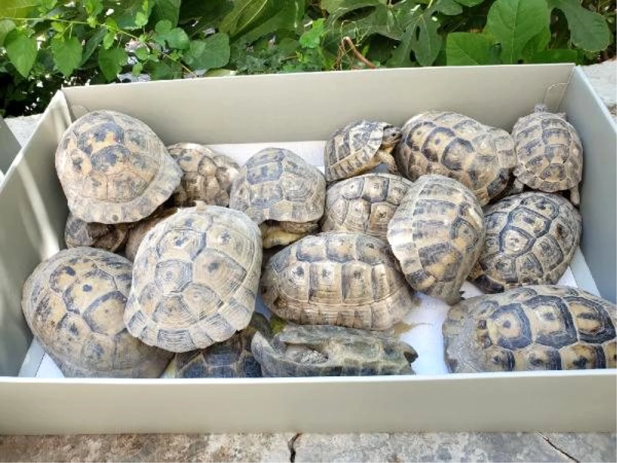 Son Dakika | Bahçede mahsur kalan 50 kaplumbağayı itfaiye kurtardı