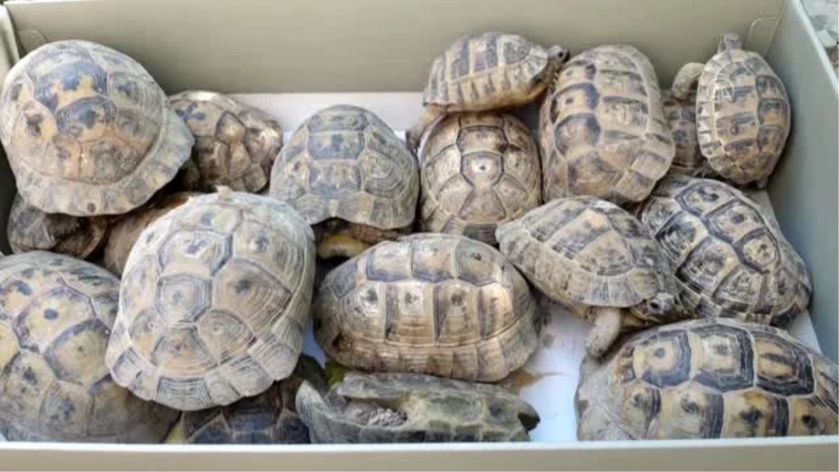 Boş evin bahçesindeki 50 kaplumbağa doğaya bırakıldı