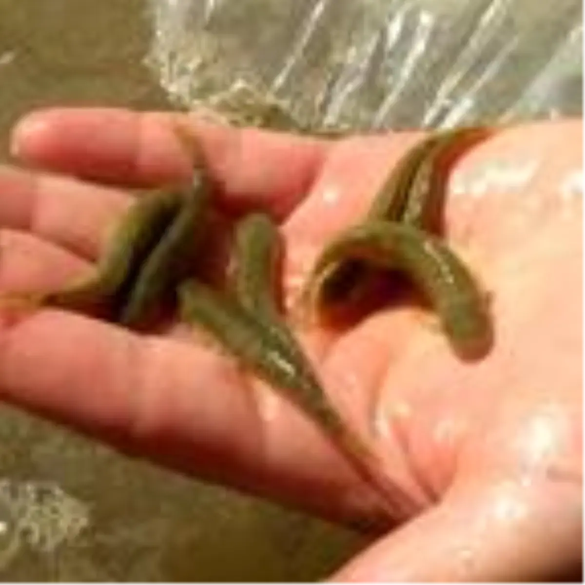 Otobüs bagajında 2 bin 500 canlı \'doktor balığı\' ele geçirildi