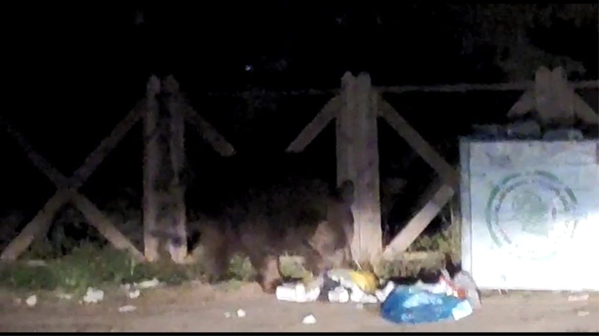 Uludağ\'da aç kalan ayı çöpleri karıştırırken görüntülendi