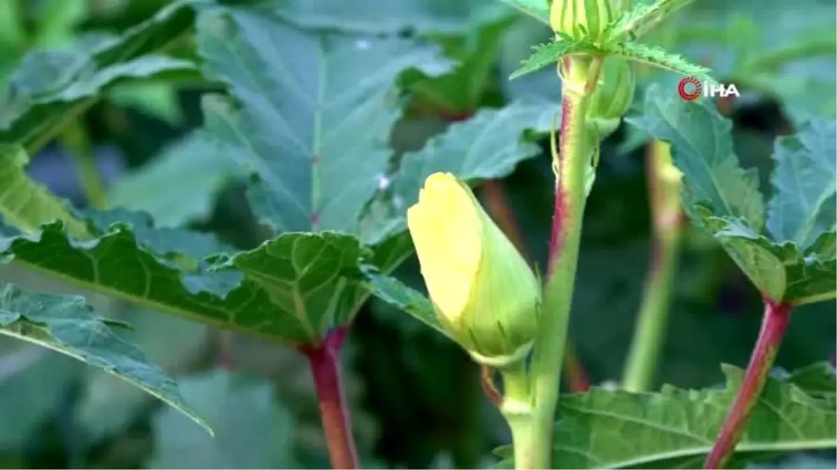 Amasya\'nın tescilli "gram altını": Çiçek bamyası