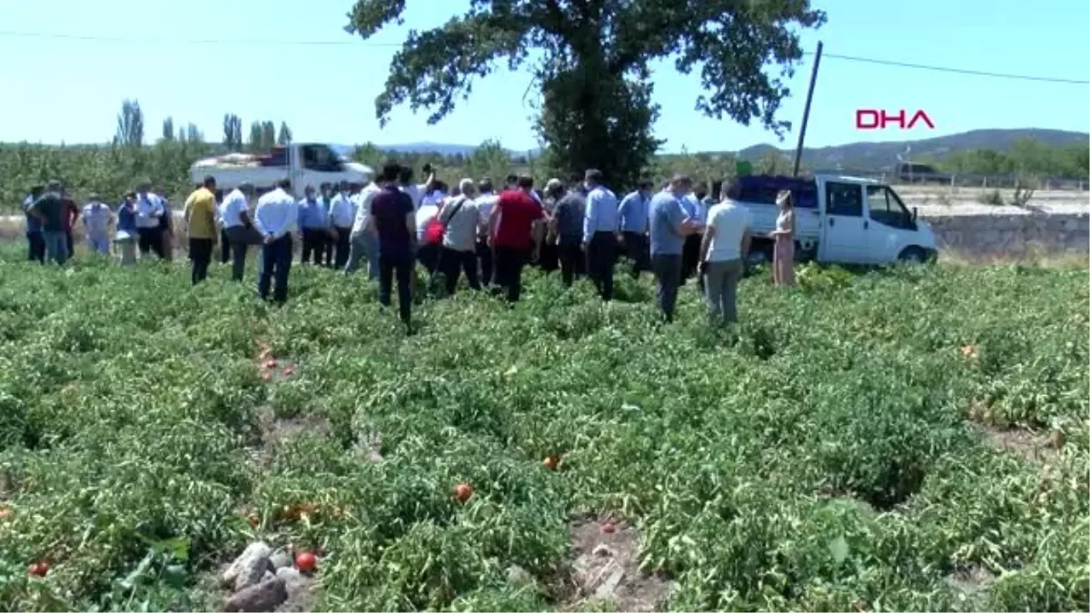 ÇANAKKALE Çanakkale\'de domates hasat şenliği düzenlendi