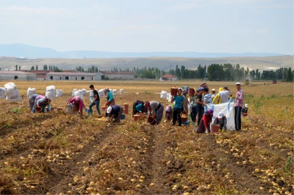 Çorum\'da patates hasadı başladı