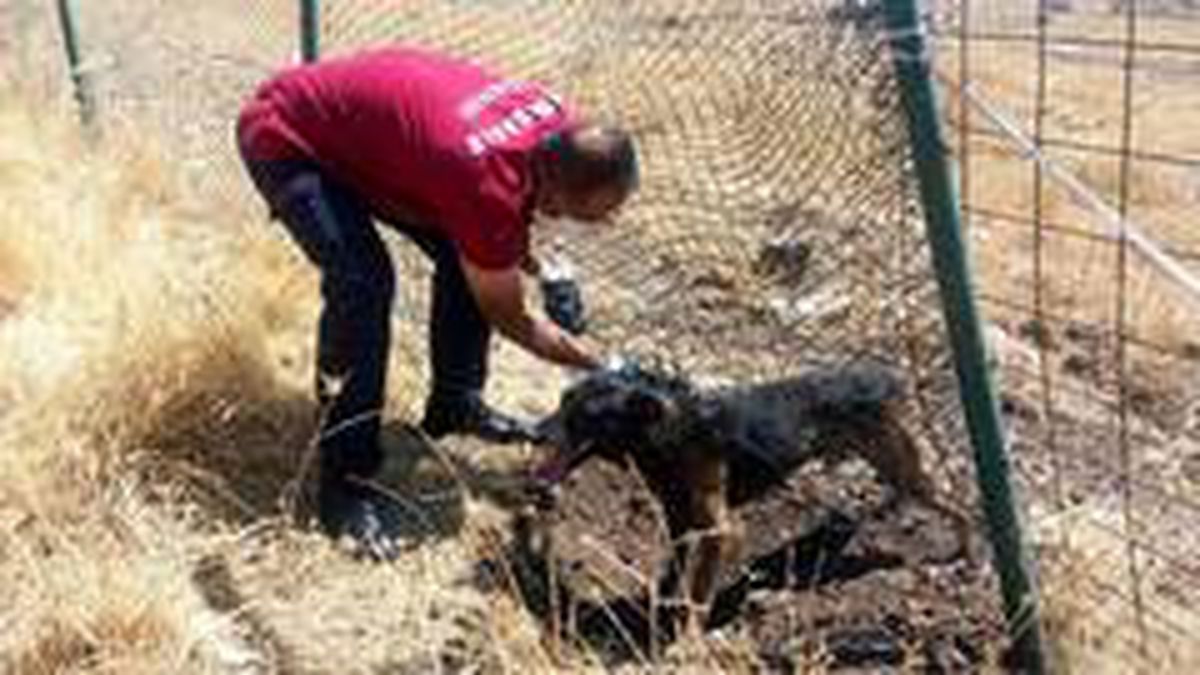 Son dakika 3. sayfa: Diyarbakır\'da mahsur kalan köpeği itfaiye ekipleri kurtardı