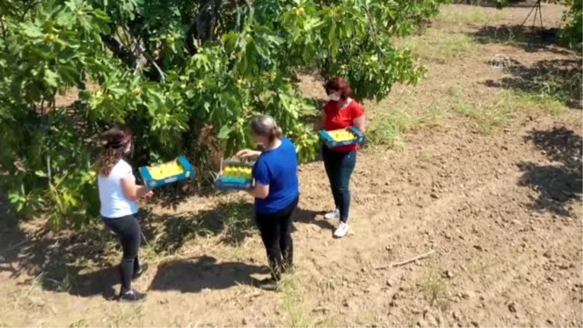 Germencik\'te incirin pazarlanması için belediye devreye girdi