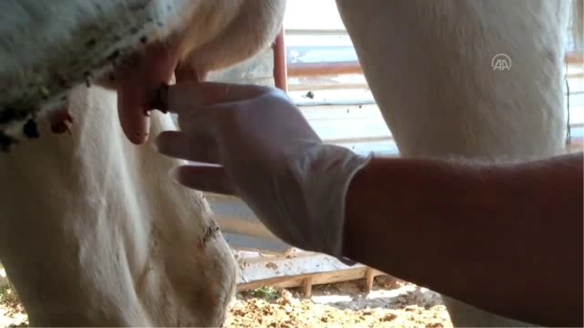 Hayvanlarda süt verimini etkileyen meme siğillerine karşı geliştirilen yerli merhemin üretimine...