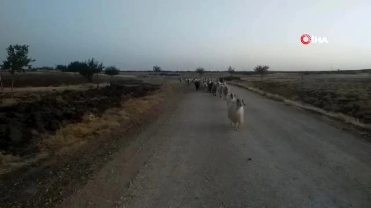 50 derece sıcaklıkta çalışan çobanların zorlu mücadelesi