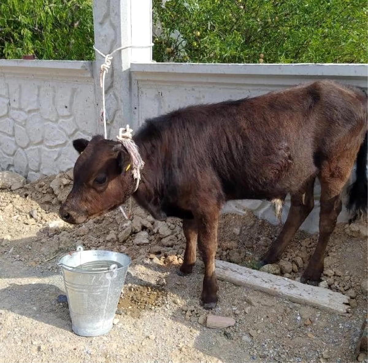 Son Dakika | Çaldıkları buzağı, otomobilin bagajından çıktı