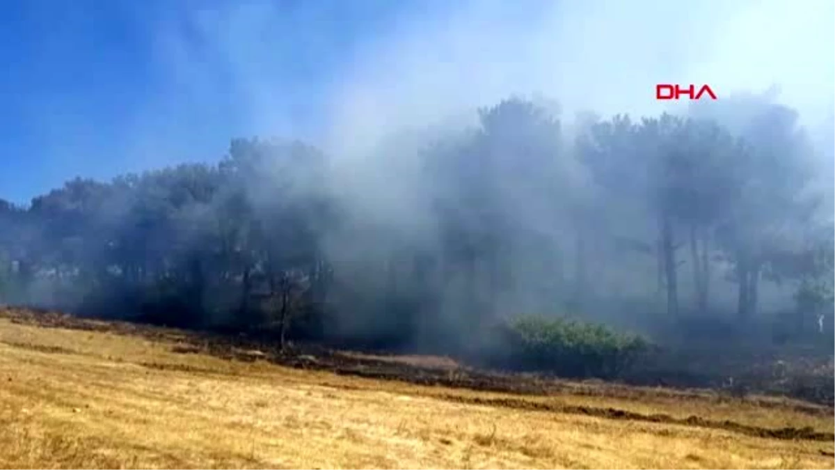 Son dakika... Çanakkale\'de orman yangını