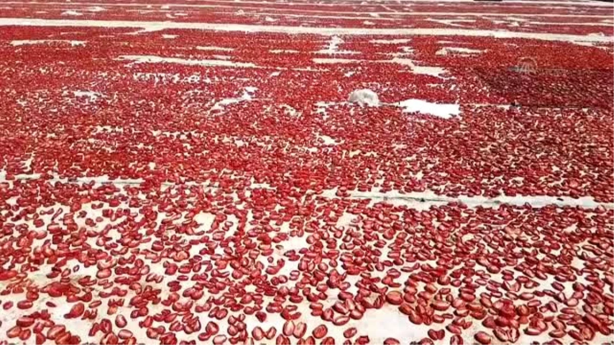 Güneşte kurutulan domatesler 6 ülkeye ihraç ediliyor