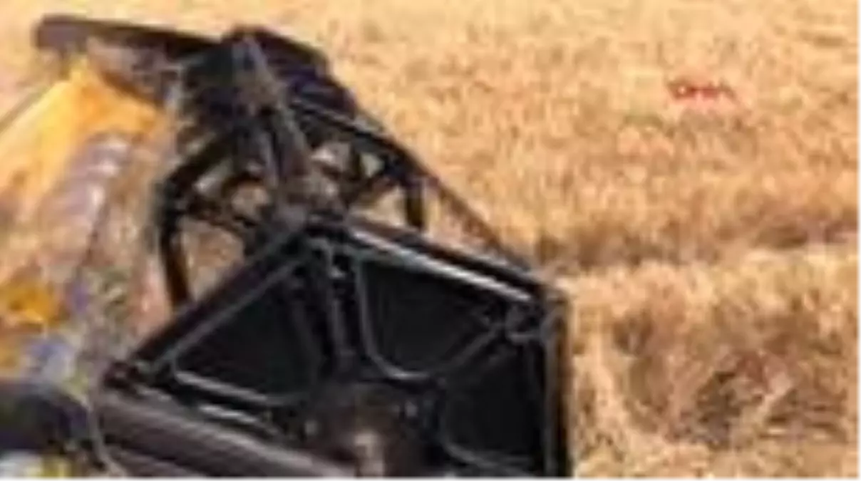 Kars\'ta kavılca buğdayının hasadı başladı