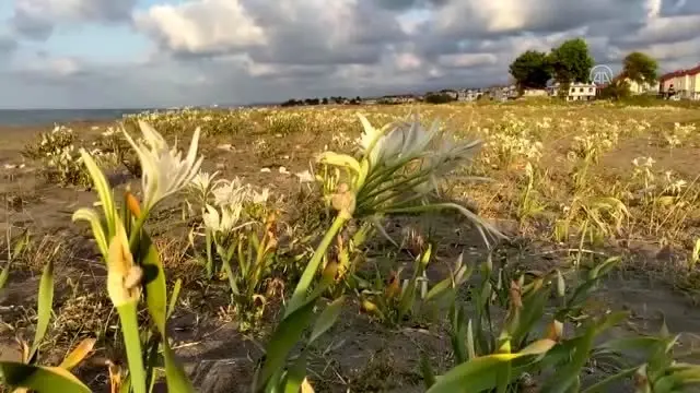Nesli tükenmekte olan kum zambağı Kocaali sahillerini ...