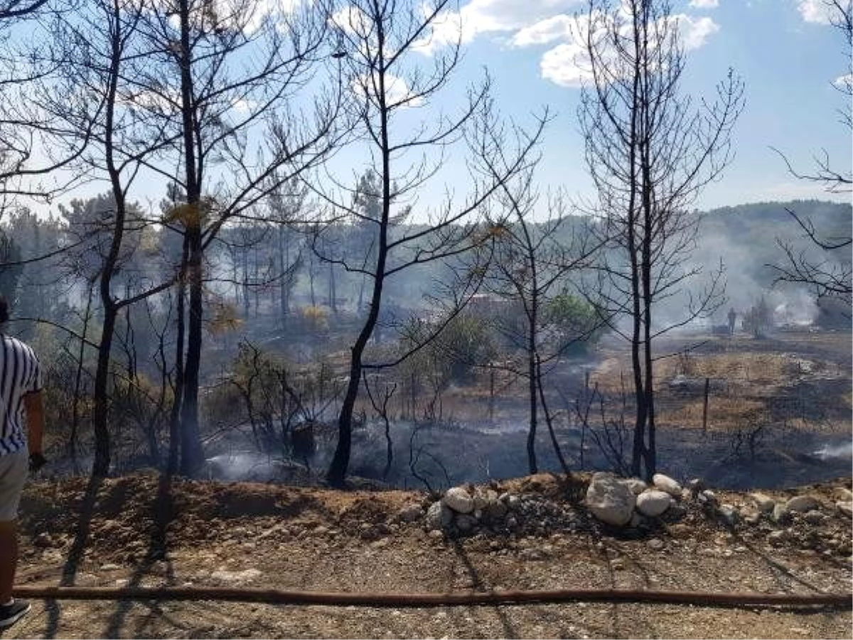 Son dakika haber! Söndürülmeyen mangal ateşi, ormanı yaktı