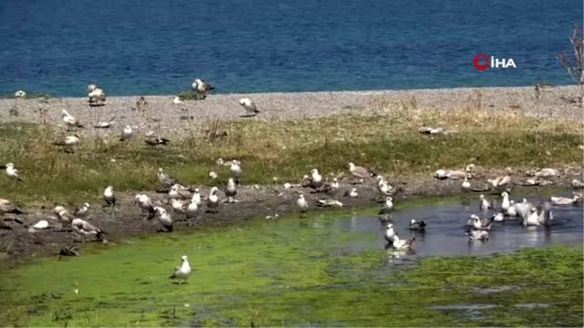 Son dakika... Tedirgin eden martı ölümlerinin sebebi ortaya çıktı