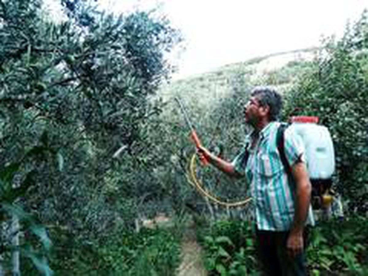 "Zeytin sineği" ile mücadele zamanı