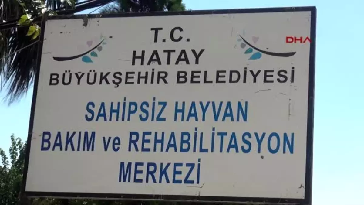 Son dakika haberleri! HATAY HAYVANSEVERLER, HATAY\'DA 20 HAYVANIN ÖLDÜĞÜ BARINAĞA VERİLEN CEZAYI YETERSİZ BULDU