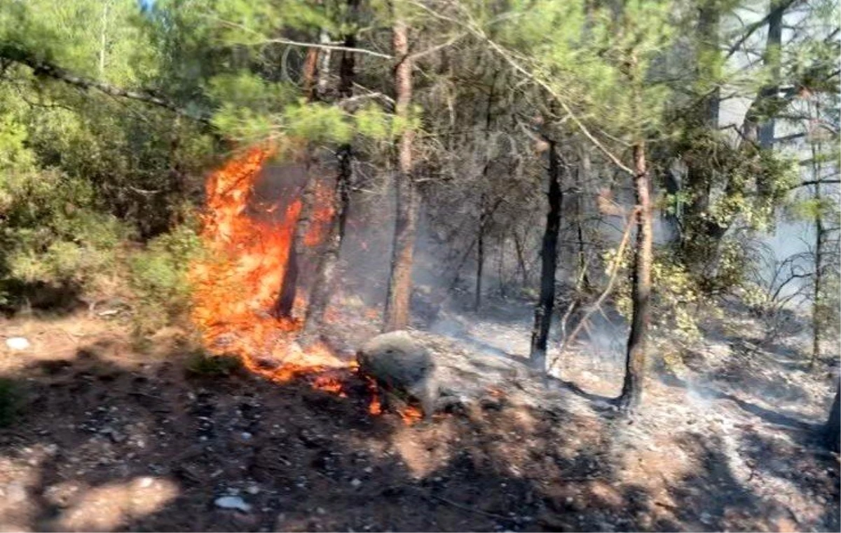 Son dakika... İzmir\'de ormanlık alanda yangın