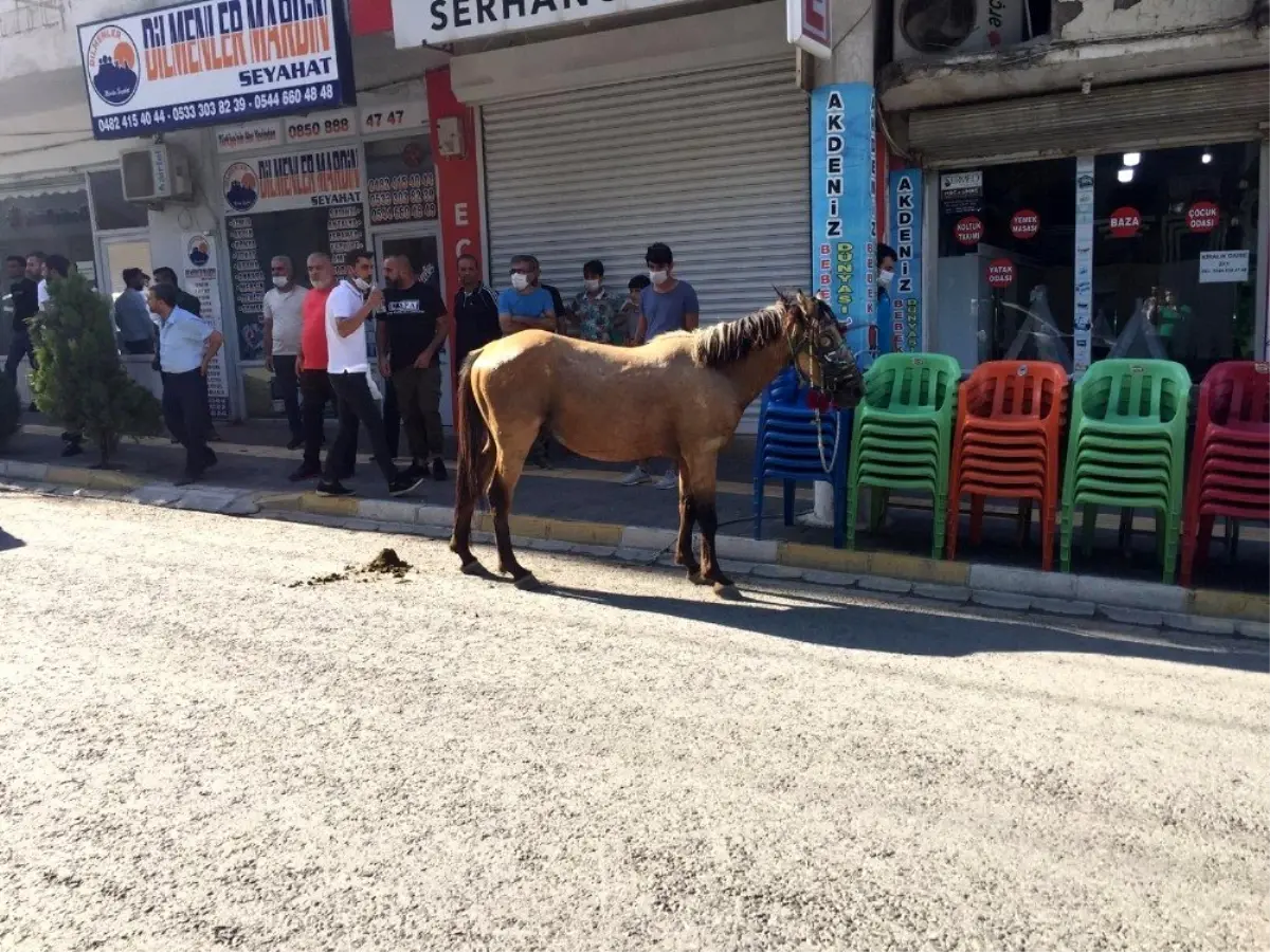 Nusaybin\'de ürken at çarşı merkezini birbirine kattı