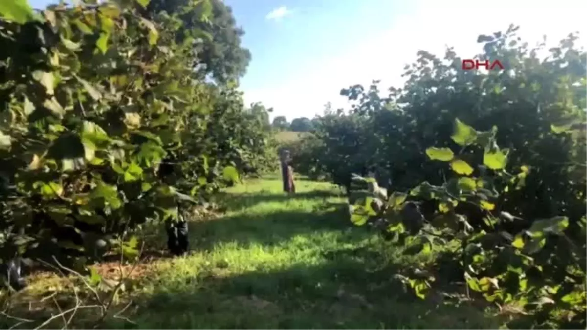 SAKARYA Fındık hırsızlarına karşı nöbet tutuyorlar