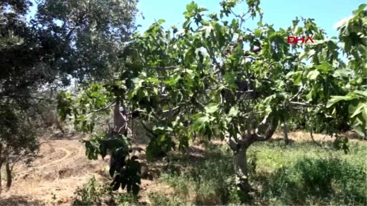 İZMİR Dünyada rakibi olmayan siyah incir, Avrupa pazarını fethediyor