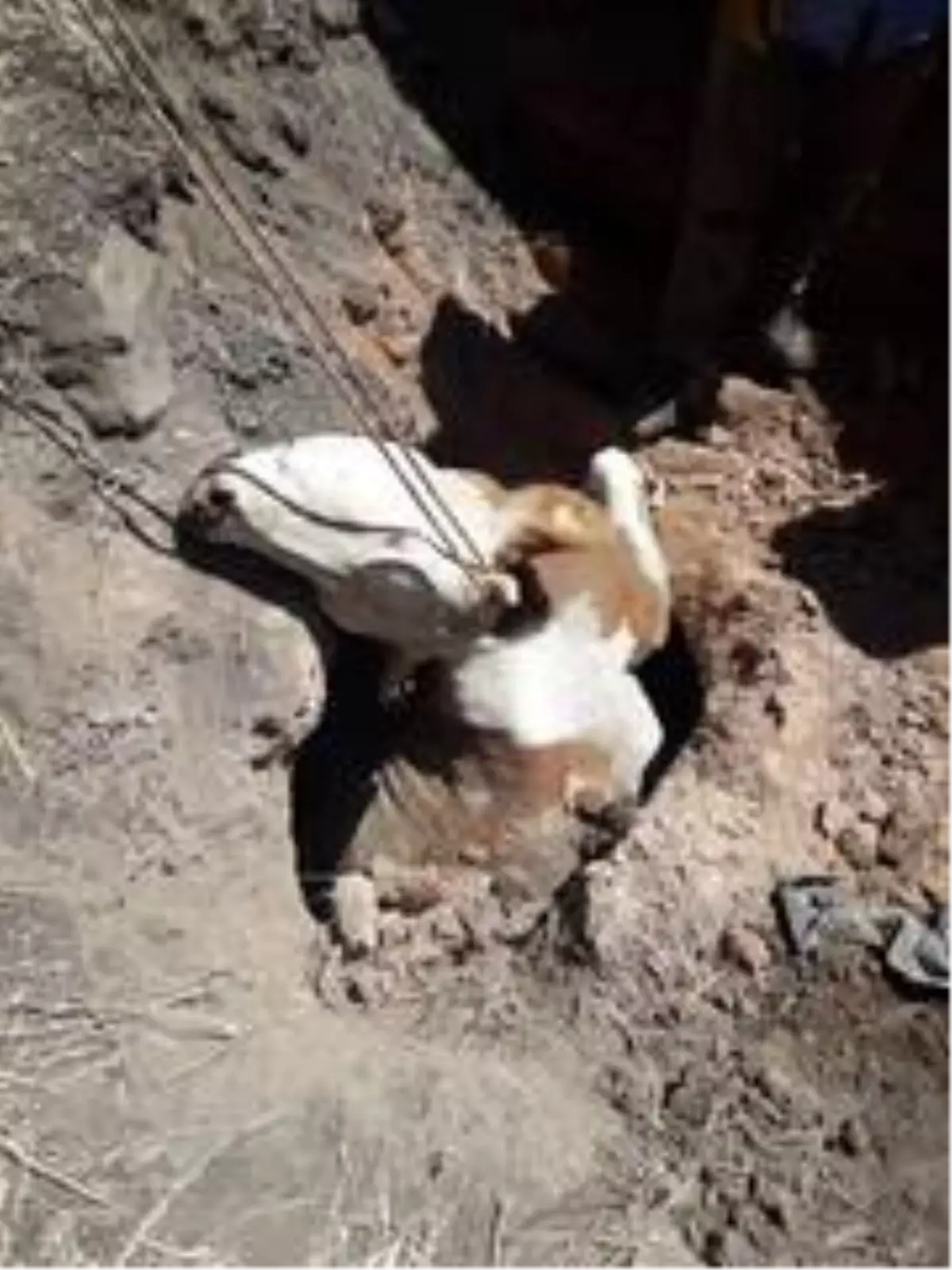 Son Dakika: Kuyuya düşen inek kurtarıldı