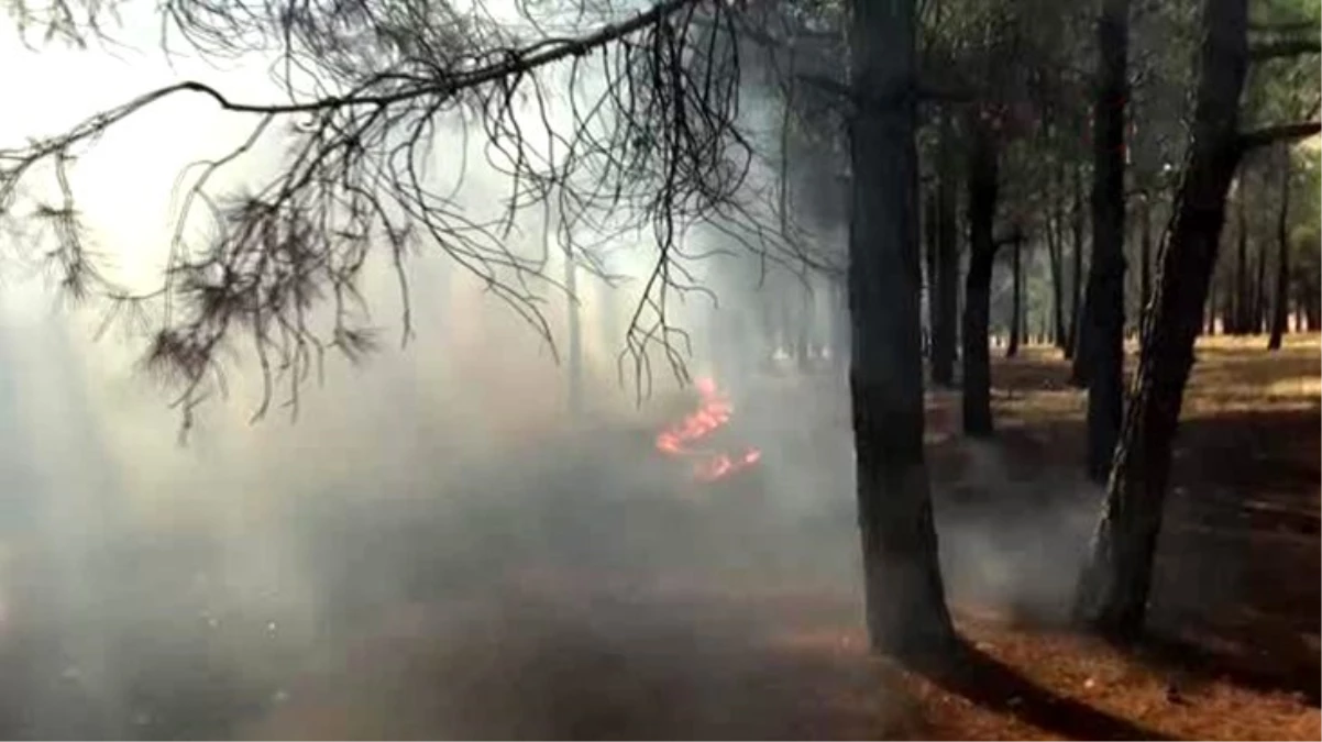 Sorumsuz piknikçilerin neden olduğu yangınlar ormanları tehdit ediyor