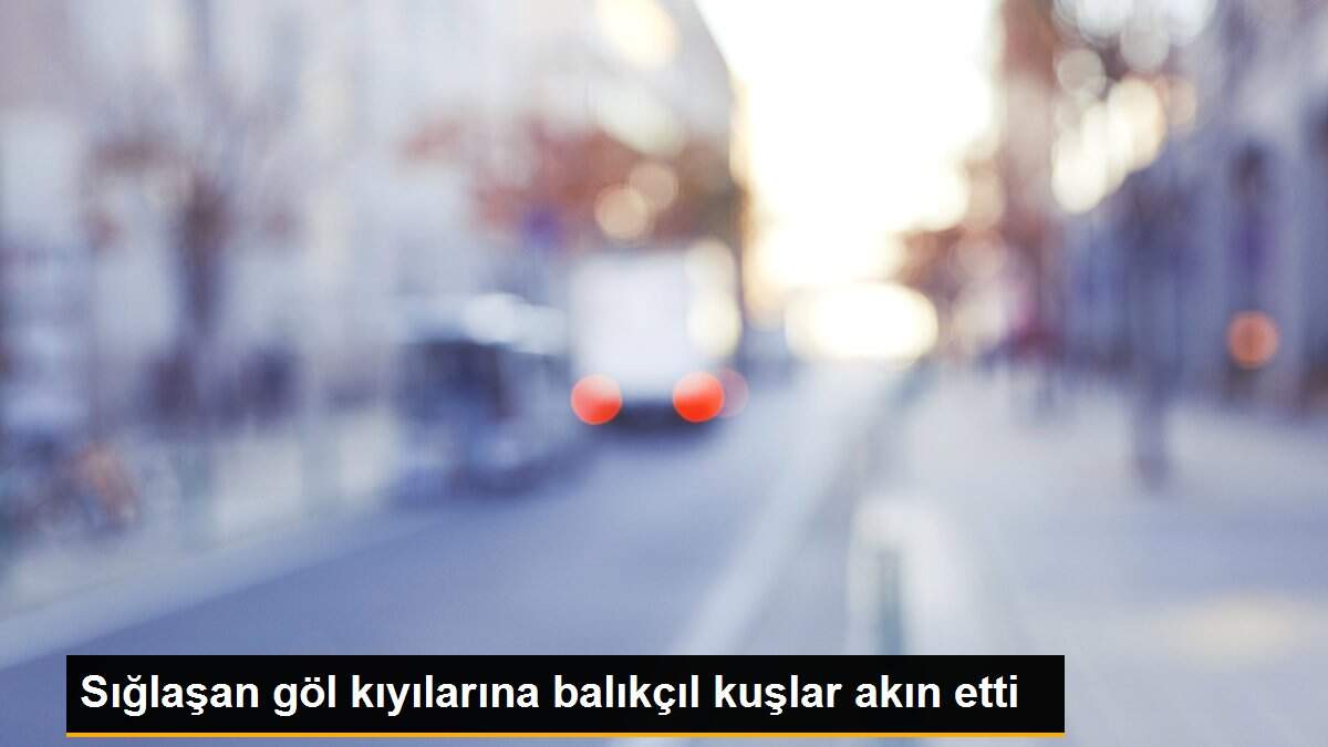 Son dakika haberleri... Sığlaşan göl kıyılarına balıkçıl kuşlar akın etti