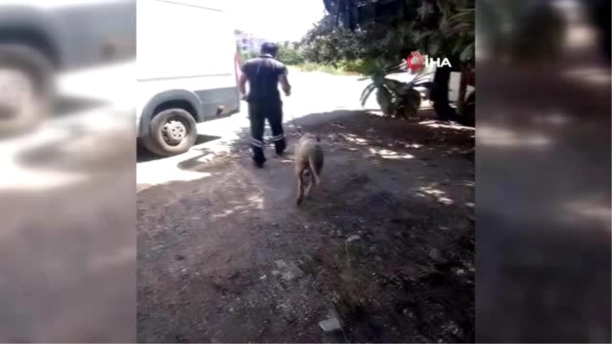 Son dakika haberleri... Sokak köpeğine uygunsuz hareketlerde bulunan yaşlı adam gözaltına alındı