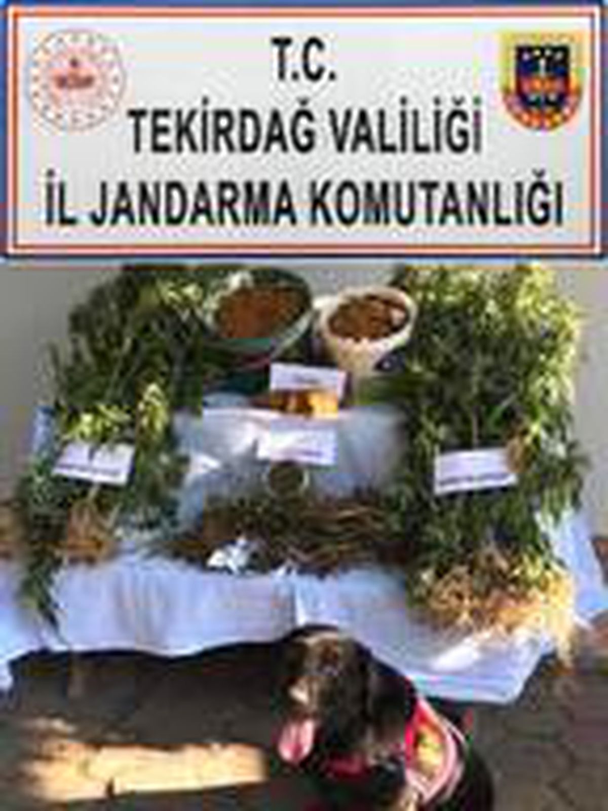 Tekirdağ\'da \'semizotu\' şifreli uyuşturucu ticaretine 4 tutuklama