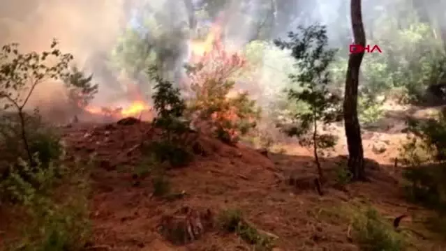 Son Dakika Haberleri Adana Kozan Da Ayni Bolgede Yine Orman Yangini Son Dakika