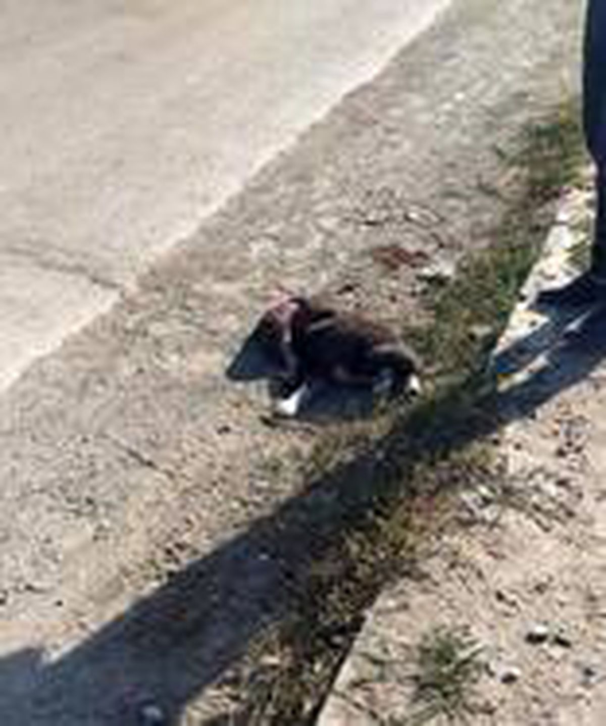 Aracın çarptığı köpek telef oldu
