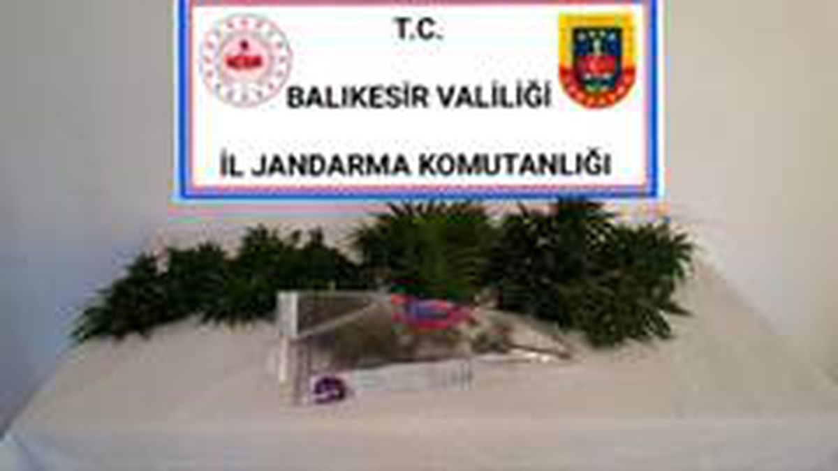 Son dakika haber! Bigadiç\'te esrar ve kenevir bitkisi operasyonu