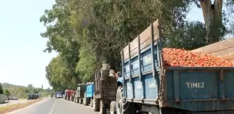 Domates üreticileri salça fabrikası önünde uzun kuyruklar oluşturdu