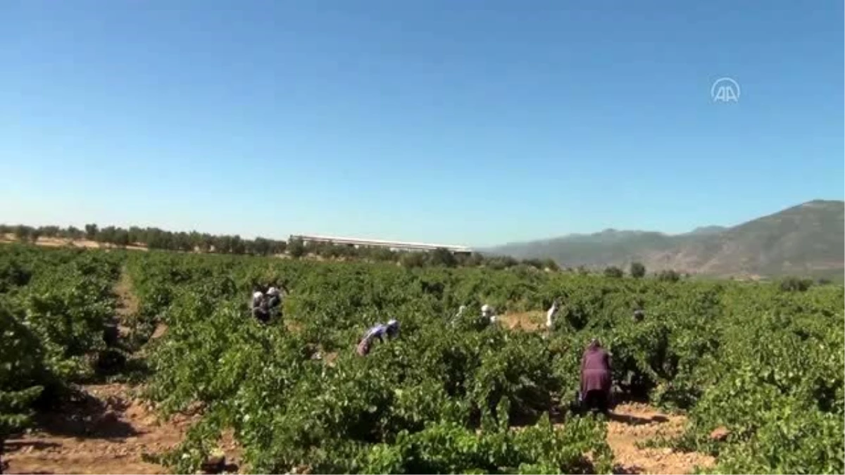 Gaziantep\'te sofralık üzüm hasadı