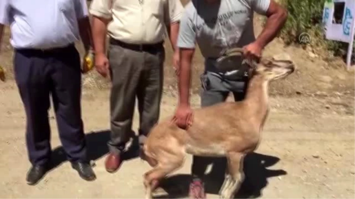 Kurdun saldırdığı yaban keçisini kangal köpeği kurtardı