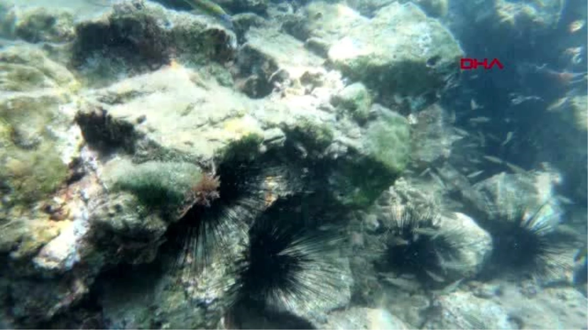 MERSİN Zehirli deniz kestaneleri, Doğu Akdeniz turizmini tehdit ediyor