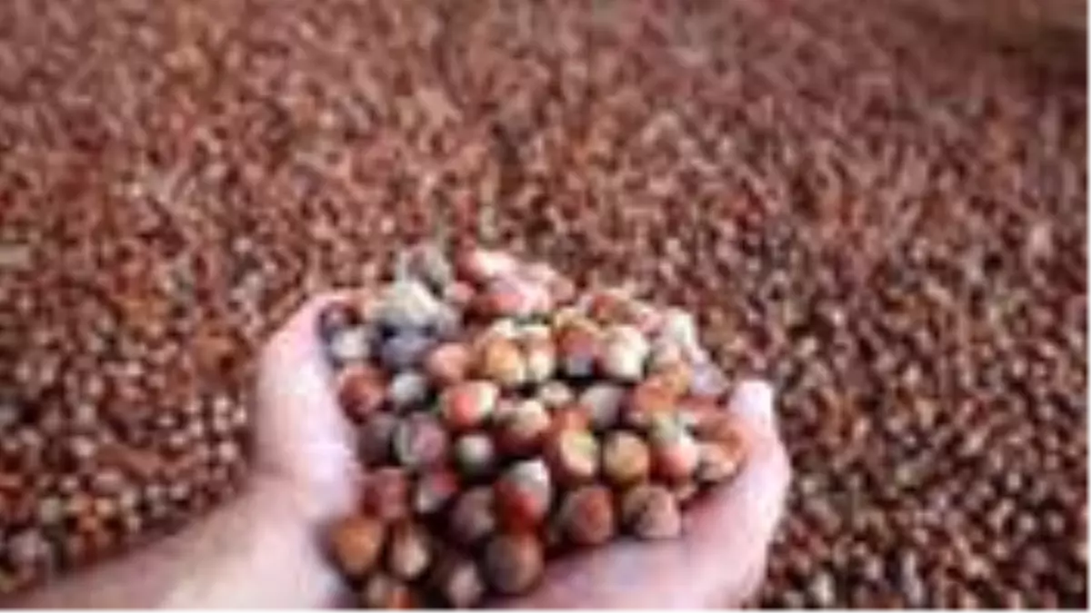 Giresun serbest piyasasında 2020 ürünü fındık, kilosu 22 liradan sezona başladı