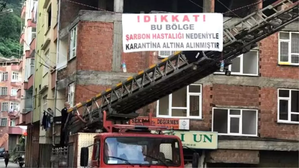 Kesilen büyükbaş şarbonlu çıktı! Bir mahalle karantinaya alındı