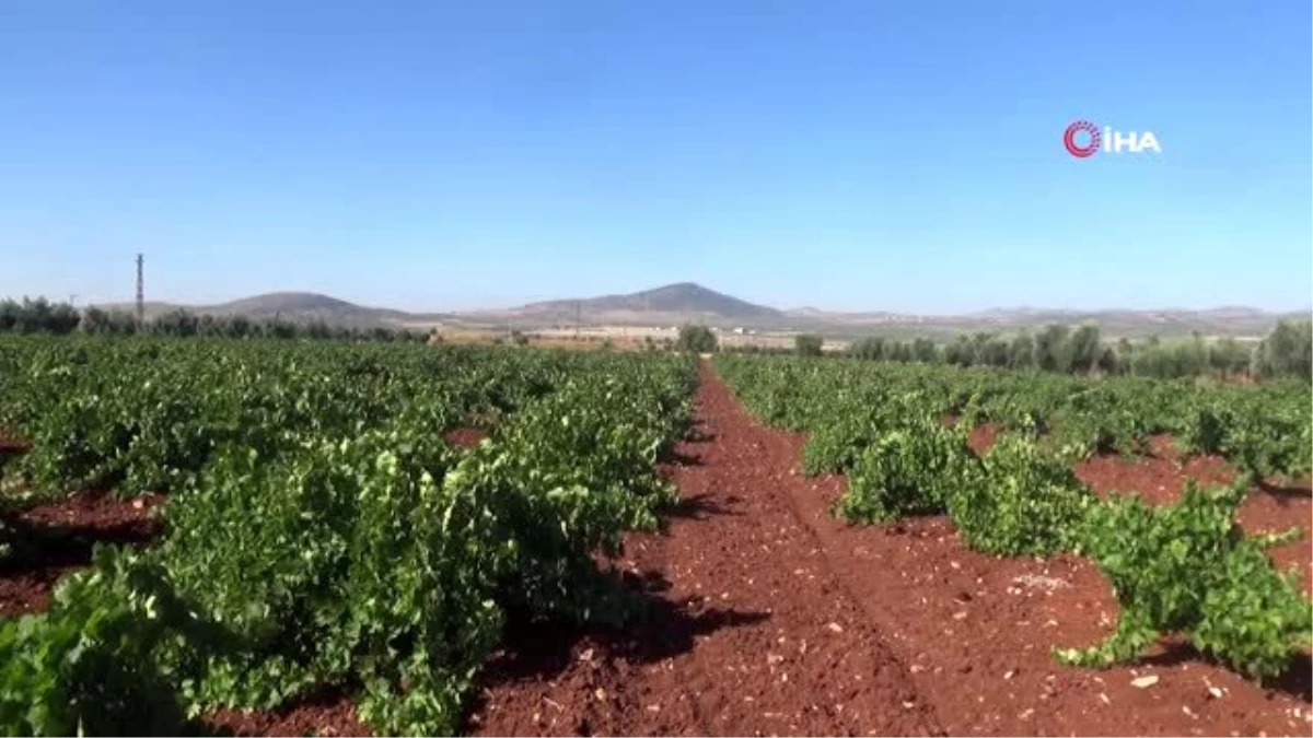 Kilis Karası üzümünün hasadı başladı