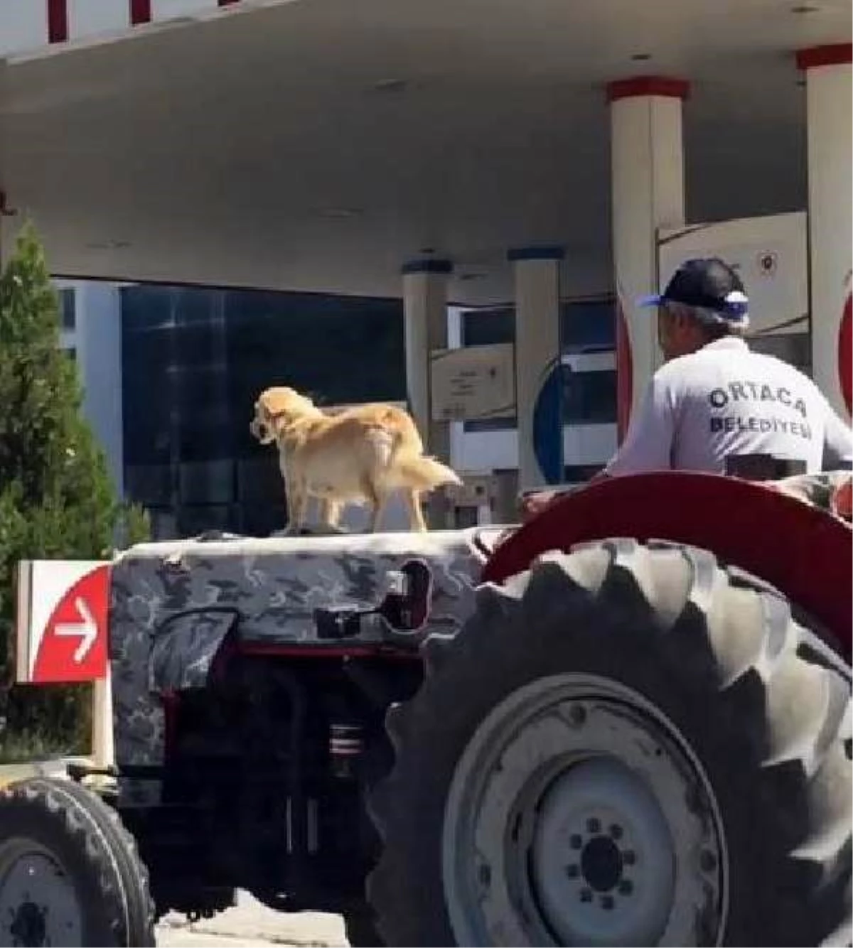 Köpeğin, traktörün kaputu üzerindeki yolculuğu kamerada