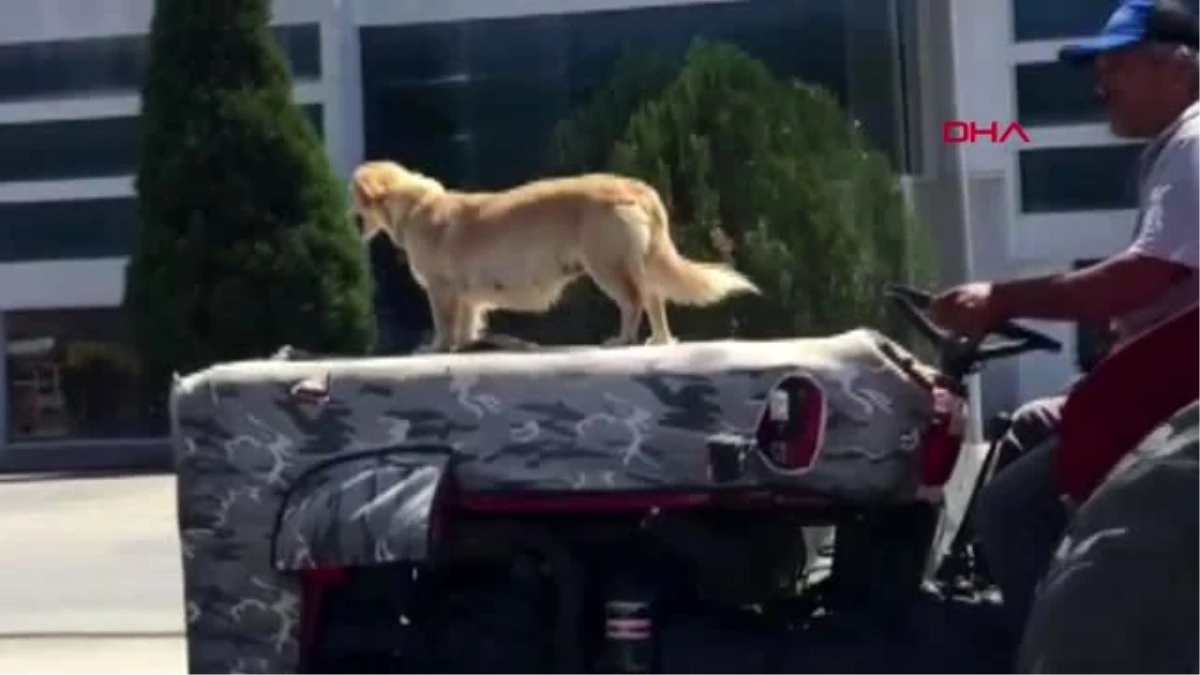 Son dakika! MUĞLA Köpeğin traktör motor kaputu üzerindeki yolculuğu kamerada