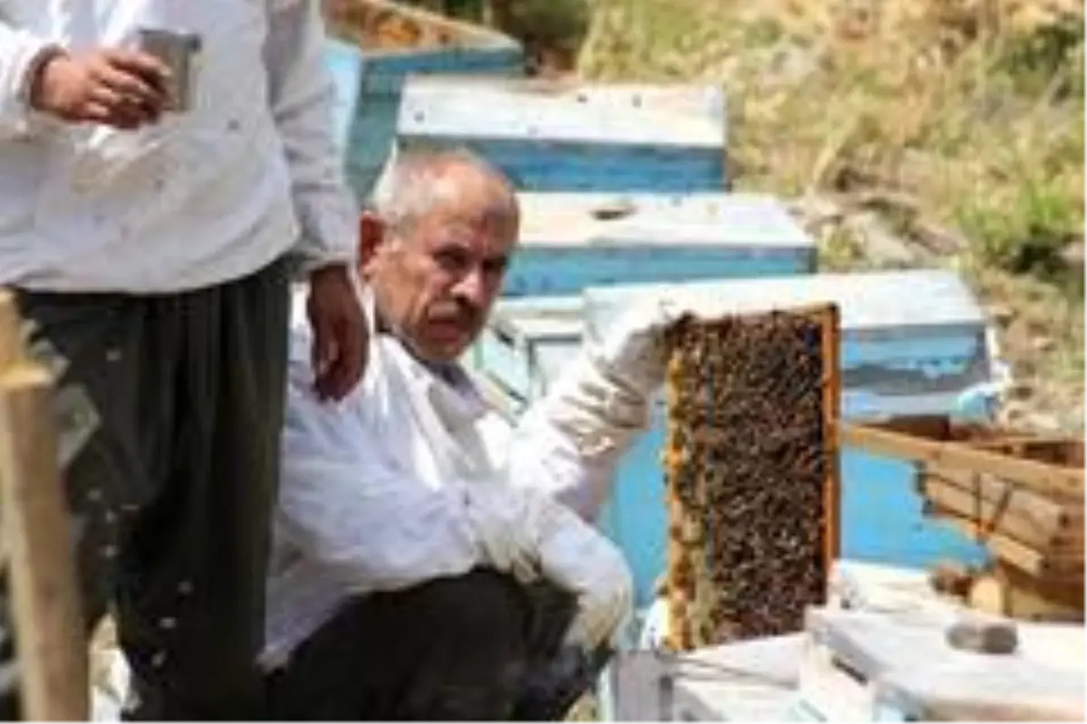 Şırnak\'ta ilk bal hasadı Kel Mehmet Dağlarında yapıldı