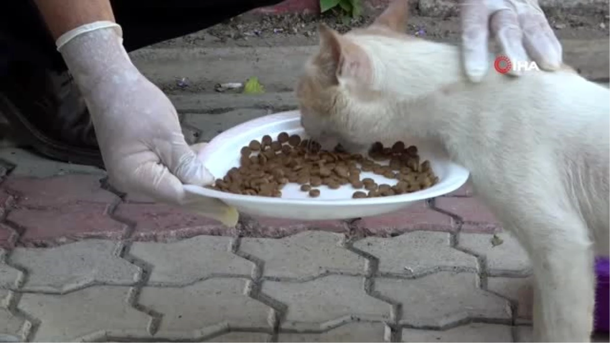 Sokak kedilerine su ve mama desteği