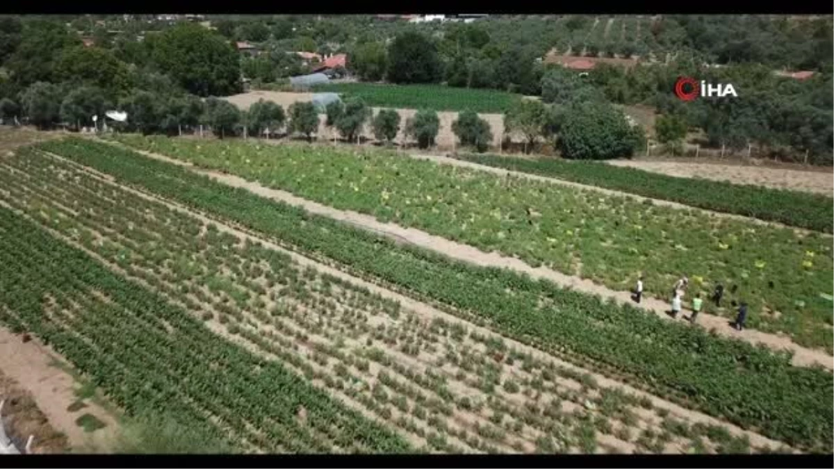 Ata tohumlarının hasadı başladı