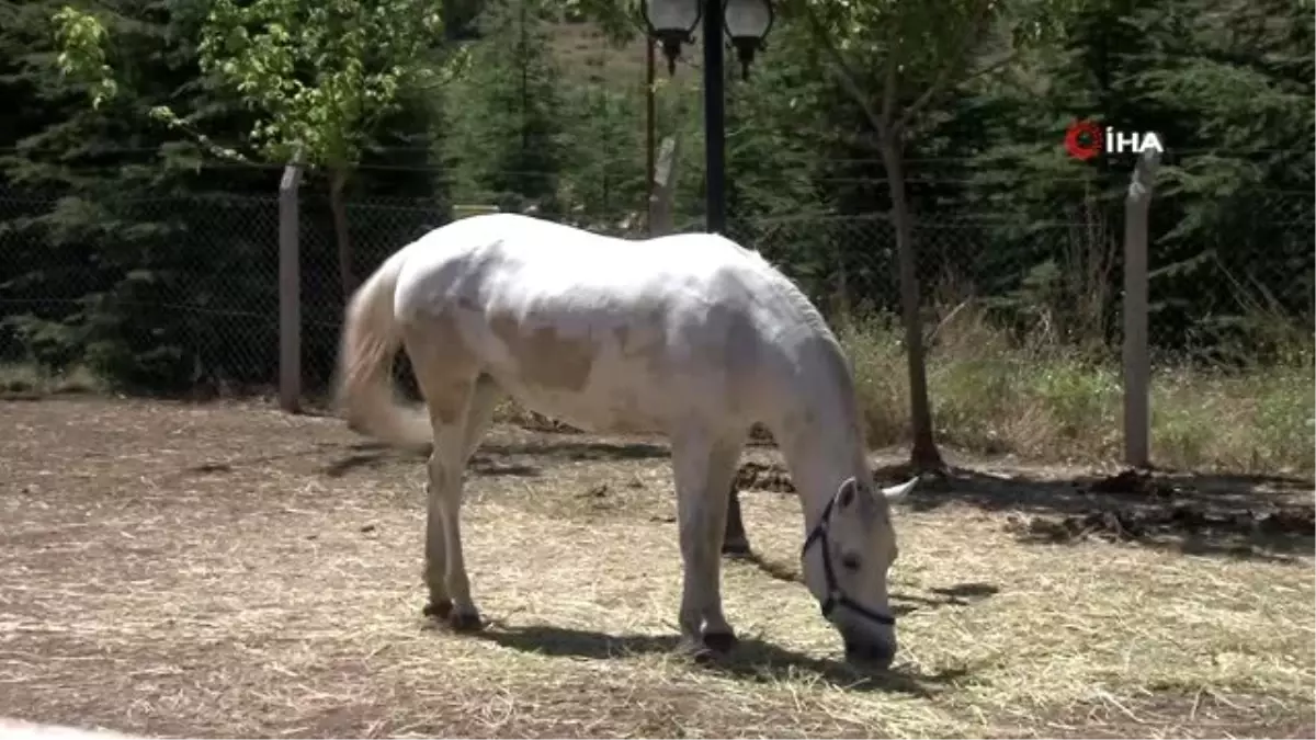 Atlı terapinin merkezi ESOGÜ