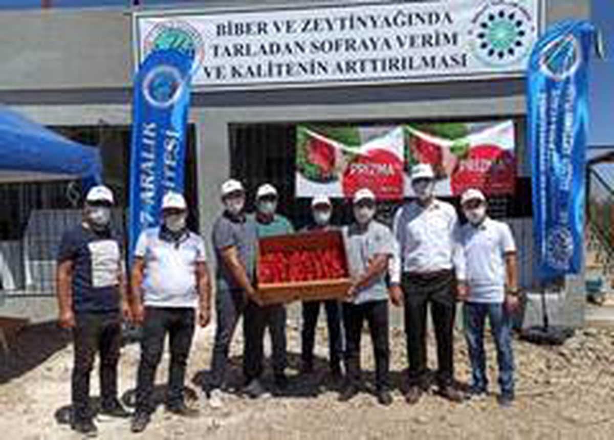 Biber ve Zeytinyağında kaliteyi arttırmak için projeler üretiliyor