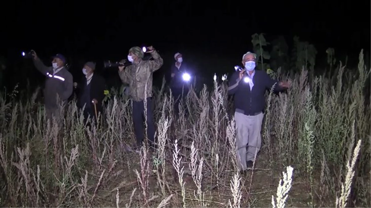 Köyü basan yaban domuzları, çiftçilere 25 gündür uyku uyutmuyor