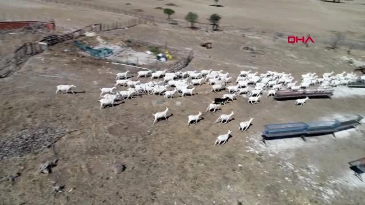 ÇANAKKALE Süt verimi yılda bin litreyi bulan Saanen cinsi keçiler, yetiştiricinin gözdesi