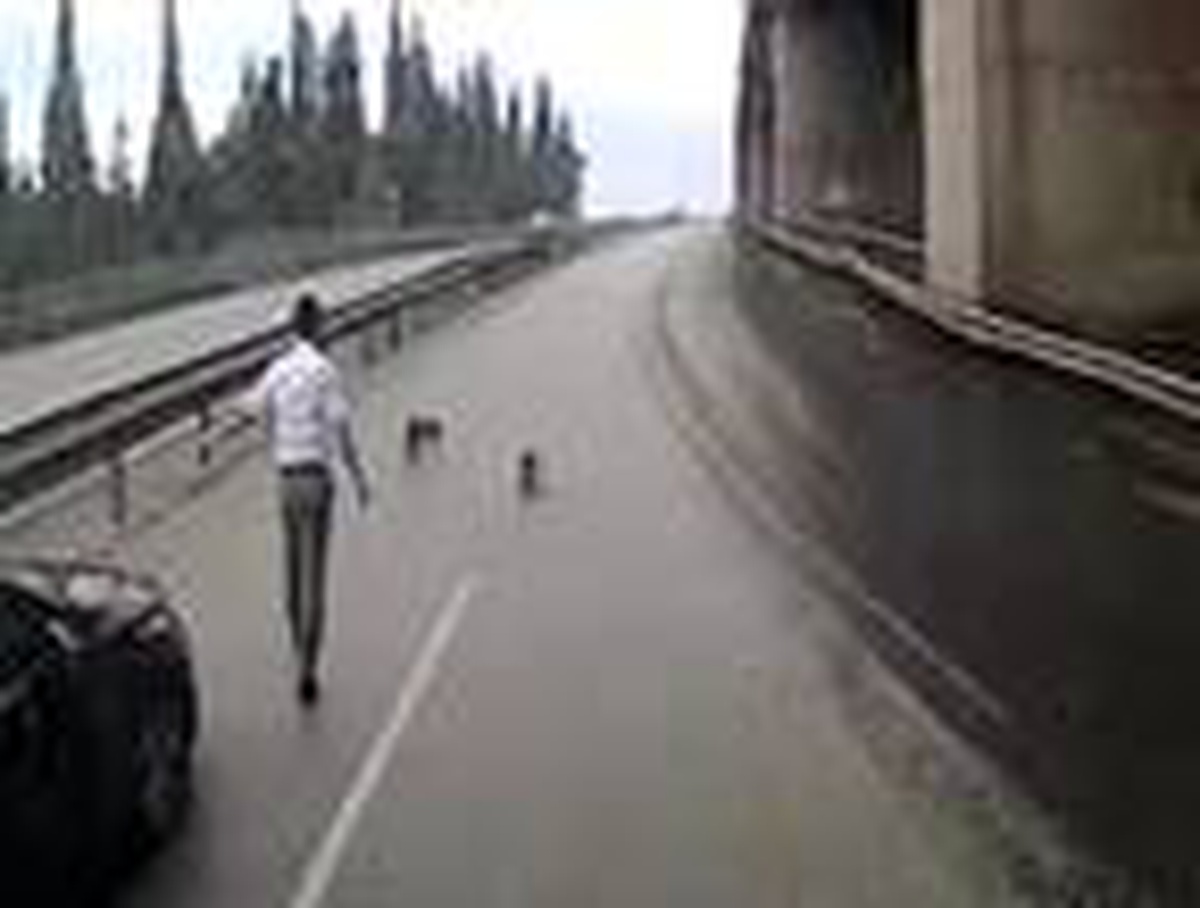 Otobüs şoförü, yavru köpekleri ezilmekten kurtardı