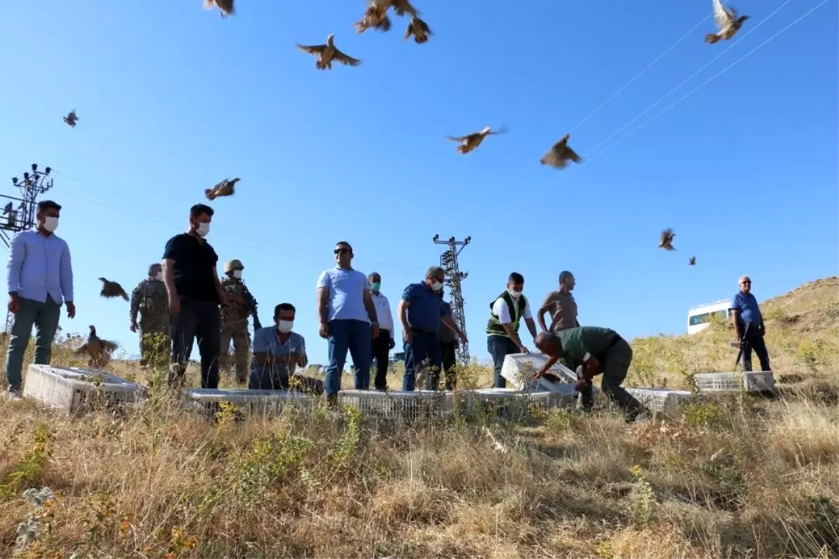 Siirt\'te doğaya 750 kınalı keklik bırakıldı